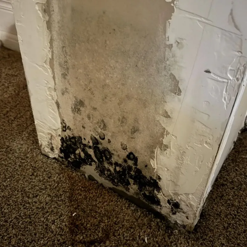 Professional Mold Removal in Kleberg County, TX